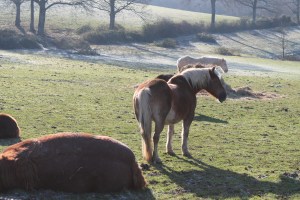 Horse's erm behind/Some of the neeiigghhbours!