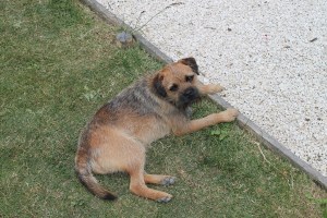 Archy - mediocre pompier