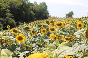 Sunflowers!